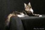 Котя