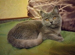 Кот