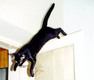 jumping