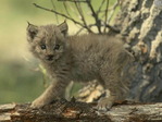 Кот - 2