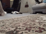 Покатай котЭ