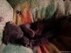 IMG0414A