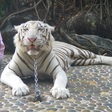 Белый КоТэ
