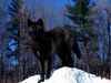1215707302_black-wolf-in-snow
