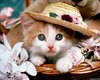 1211100943_cat20fancy