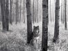 1215707452_watchful-eyes-in-the-wild