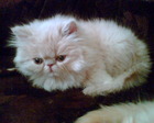 котенок 