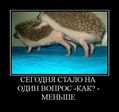 ежики