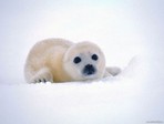 small_99[1]