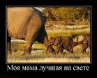 demotivatory_132_foto_8
