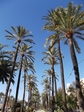 DSCF3398