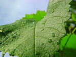 21668124_Leaf.jpg