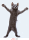 0190.gif