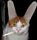 cat_3