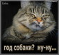 КоТ