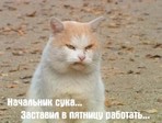 начальник
