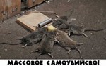 ыфыввпп