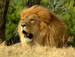 lion_resting,_african_park_sigean,_languedoc-roussillon,_france
