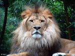 zoo-lion-02