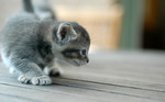 Kitten