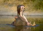 hippopotamus.jpg