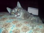 Мой кот Боня
