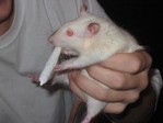 Нарко