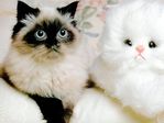 Chats43