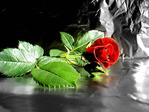 blackroza