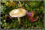 Открытка № DSC02422.jpg