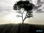 1229323004_landscape-16