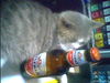 IMG0039A