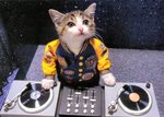 KITTY-DJ