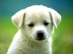 animals_101