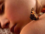 5224371_butterfly_sleep