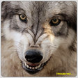20293845_1205425641_wolf1jpge
