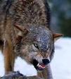 small-wolf-2