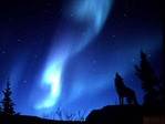 wolfblack