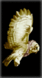 21864.gif