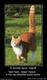 501299_a-kotik-ves-takoj-chap-chap-pryig-pryig