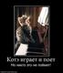 188364_kote-igraet-i-poet