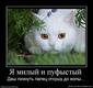 42166_ya-milyij-i-pufyistyij