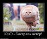 799370_kote-byistr-kak-veter