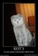 362119_kote