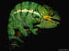 Hamelion