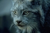 Bobcat