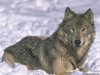 wolves01_1024x768