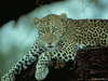 Leopadrio
