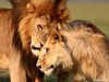 Lions