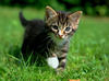 KITTY03